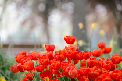 Close-up of red flowers growing in field