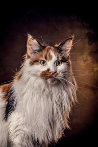 Close-up of maine coon cat against brown background