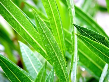 Close-up of raindrops on leaves