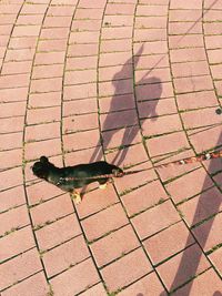 High angle view of dog with shadow on floor