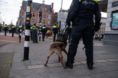 Dog standing on street in city