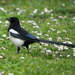 Black bird on a field