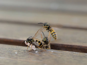 Close-up of bee on wooden table