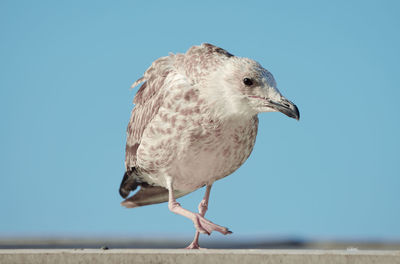 Close-up of seagull perching against clear blue sky