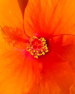 Close-up of orange flower blooming outdoors