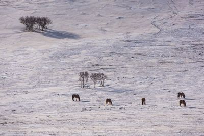 High angle view of horses on snow covered land