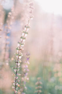 Close-up of flowering plant on field