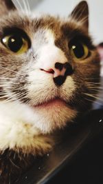 Close-up of cat