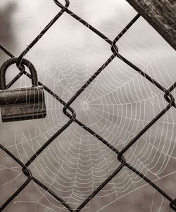 Close-up of spider web