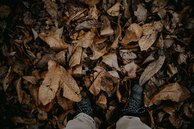 Close-up of dry leaves