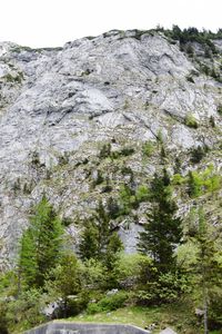 Close-up of trees on mountain against sky