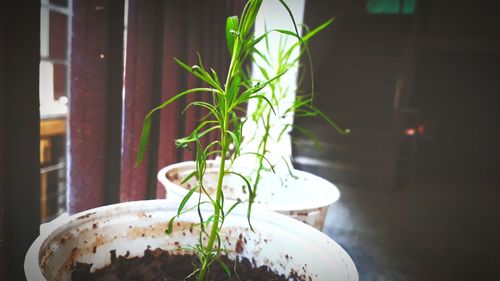 Close-up of potted plant on table