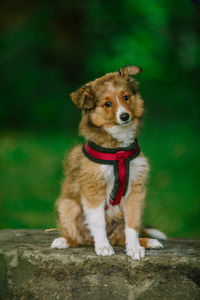 Portrait of dog sitting on grass
