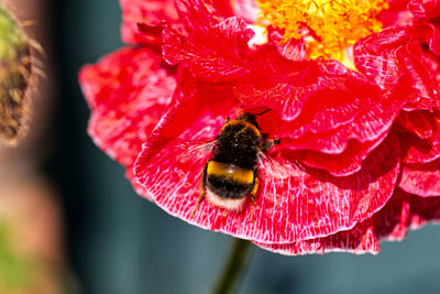 Close-up of bee pollinating on flower