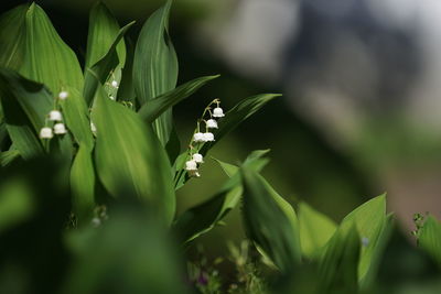 Close-up of white flowering plant