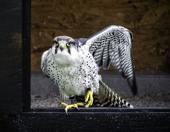 Close-up of falcon perching on window