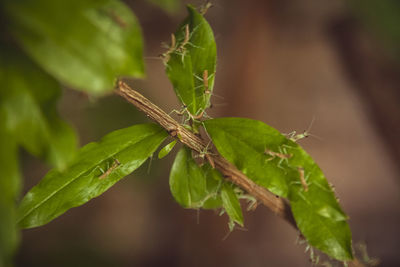 Close-up of insect on plant