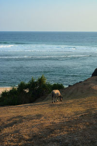 View of a dog on beach