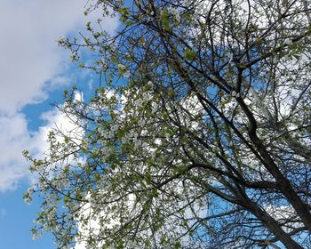 Low angle view of tree blossoms against sky