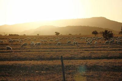 Scenic view of field against sky during sunset