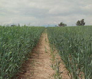 Scenic view of agricultural field against sky