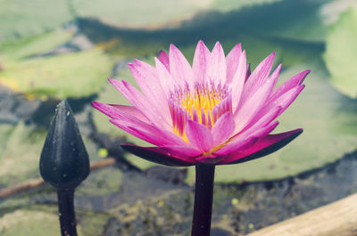 Close-up of water lily