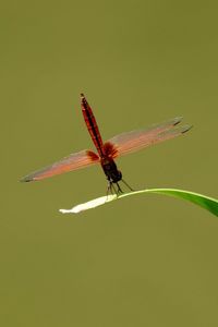 Close-up of dragonfly on twig