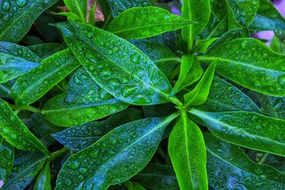 Close-up of raindrops on leaves