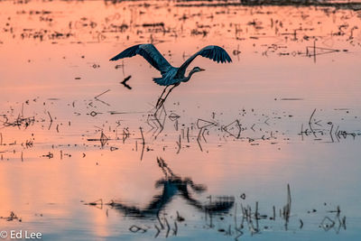 Birds flying over lake during sunset