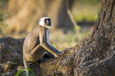 Monkey sitting on rock