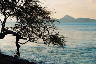 Tree by sea against sky