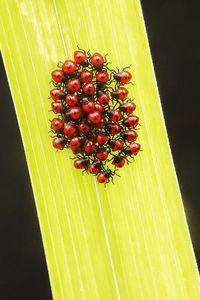 Close-up of red berries growing on plant