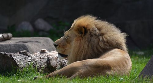 Side view of a relaxed lion