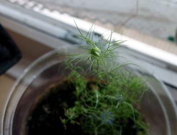 Close-up of potted plant