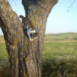 Kitten jumping on tree trunk