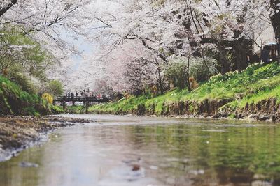 View of cherry trees by lake