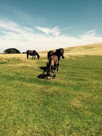 Horses grazing on grassy field