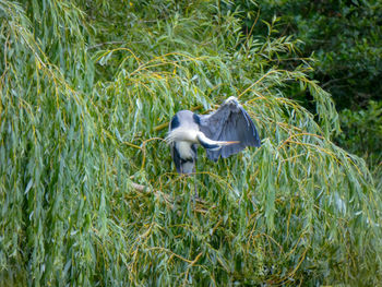 View of a bird on field heron in willow tree 