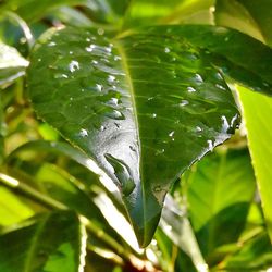 Close-up of raindrops on leaves