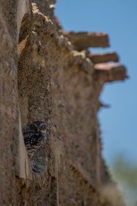 Close-up of lizard on tree trunk