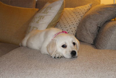 Portrait of dog resting on sofa at home