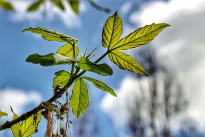 Close-up of leaves against sky