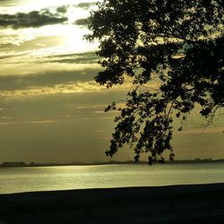 Silhouette tree by sea against sky during sunset