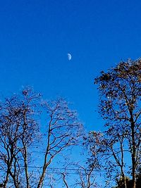 Low angle view of trees against clear blue sky