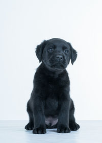 Portrait of puppy sitting against white background