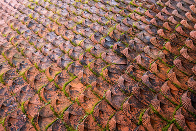 High angle view of leaves on ground