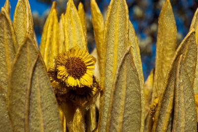 Close-up of yellow flowers