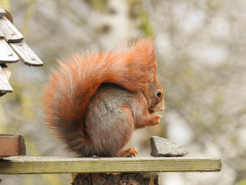 Close-up of squirrel