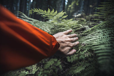 Close-up of hand of plant in forest