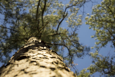 Low angle view of tree